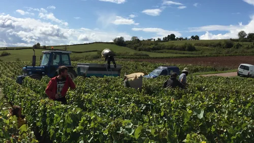 Vendanges 2021 : la campagne de recrutement a débuté
